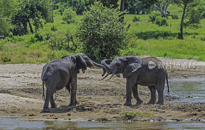 非洲丛林象(Loxodonta africana)，也被称为非洲草原象，坦桑尼亚的塔兰吉尔国家公园